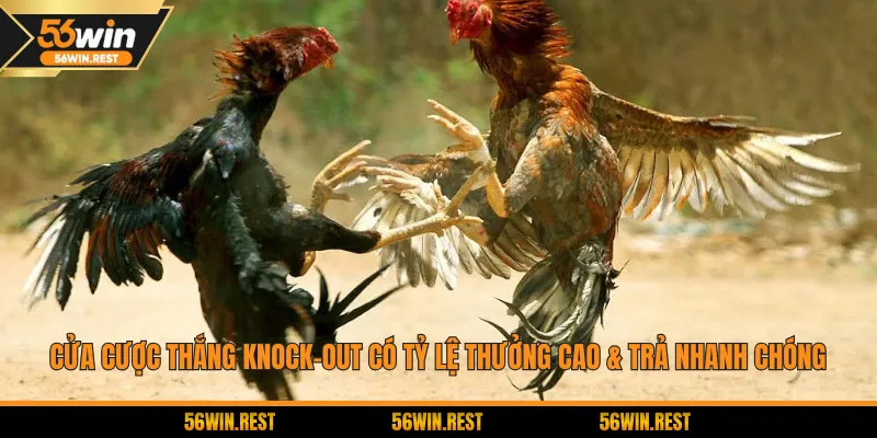 Cửa Cược Thắng Knock-out có tỷ lệ thưởng cao & trả nhanh chóng