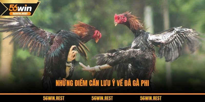 Khái quát sơ lược về hình thức đấu gà Philippines