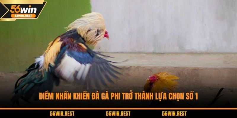 Điểm mạnh khi trải nghiệm đá gà Phi