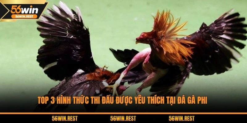 Các hình thức đấu chiến kê Philippines thịnh hành 