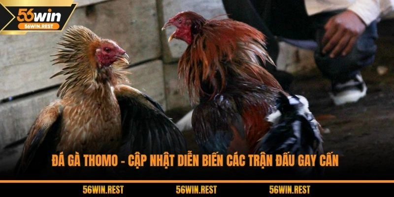 Đá gà thomo
