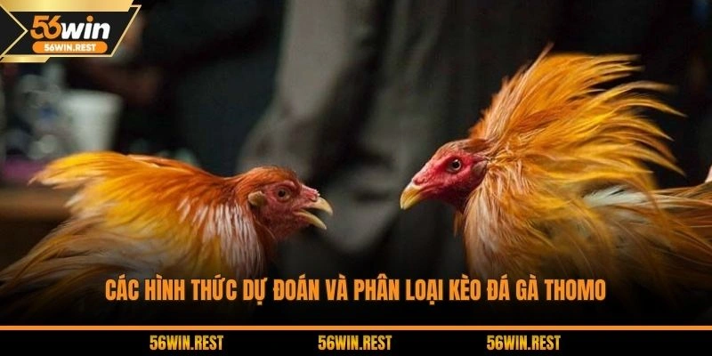 Hình thức kèo đá gà Thomo thịnh hành 