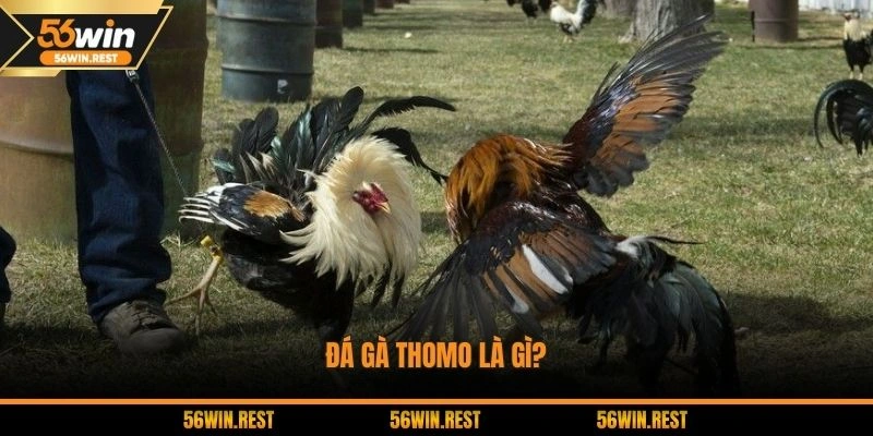 Khái quát sơ lược về sảnh chơi đấu chiến kê Thomo