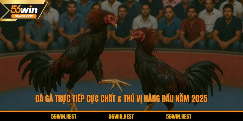 Đá gà trực tiếp