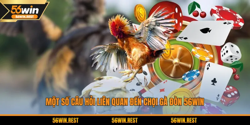 Một số câu hỏi liên quan đến chọi gà đòn 56Win