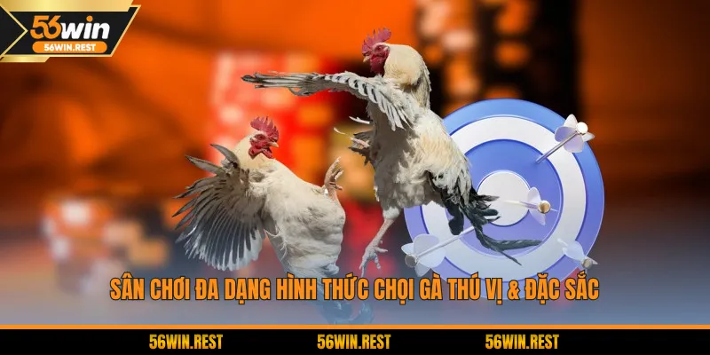 Sân chơi đa dạng hình thức chọi gà thú vị & đặc sắc